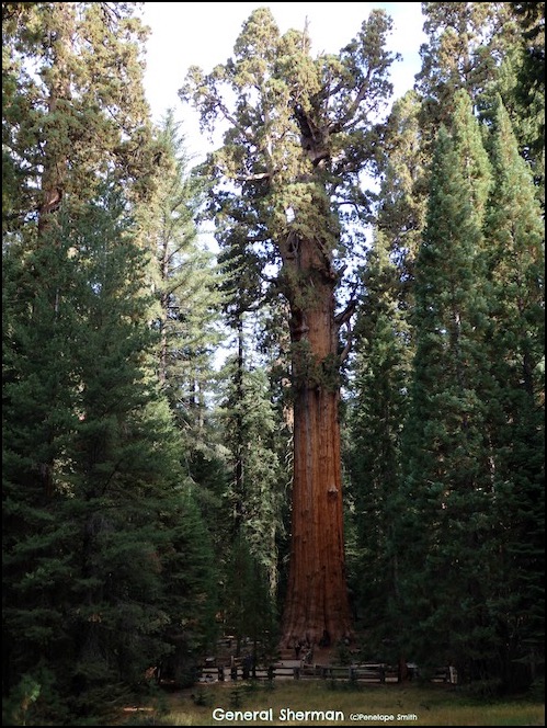 Giant Sequoia